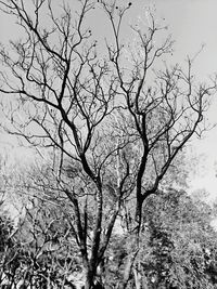 Low angle view of bare trees against sky