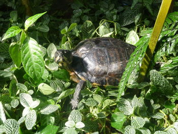 High angle view of lizard on plant