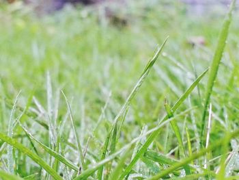 Close-up of fresh green grass in field