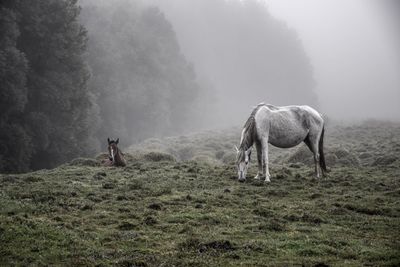 Horse grazing in a field