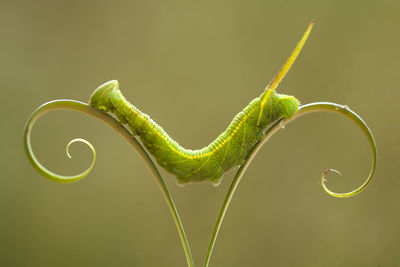 Beautiful caterpillar on wild plants