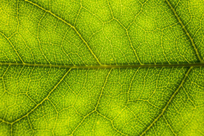 Full frame shot of green leaf