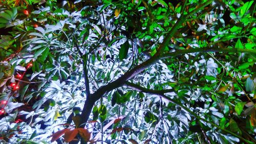 Tree branches against blurred background