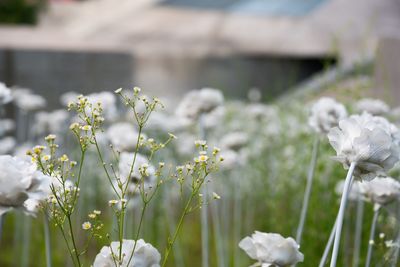 Close-up of white flowering plants on field