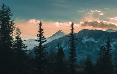 Scenic view of forest against sky during sunset