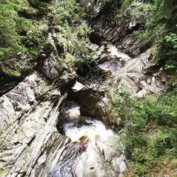 Trees growing in forest