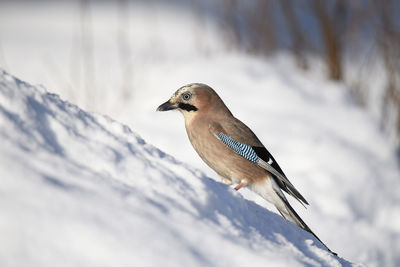 Close-up of bird perching on snow