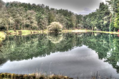 Reflection of trees in water