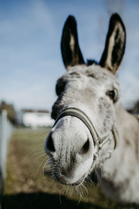 Close-up portrait of a donkey nose