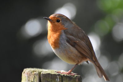 Close-up of a robin perching on wood