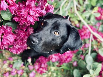 Close-up of labrador