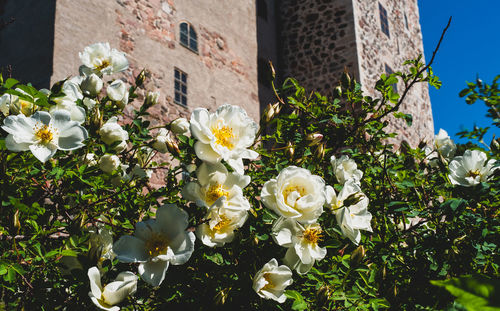 Close-up of white wild roses by old castle