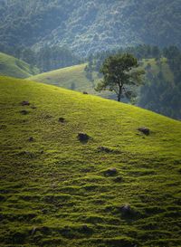 Scenic view of agricultural field