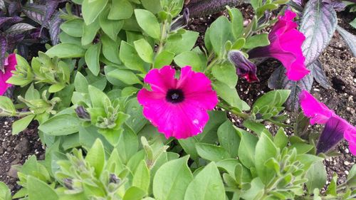 High angle view of bumblebee on purple flowers blooming outdoors