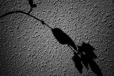 Close-up of lizard on shadow