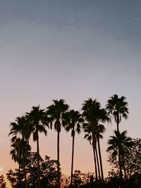 Low angle view of palm trees against clear sky