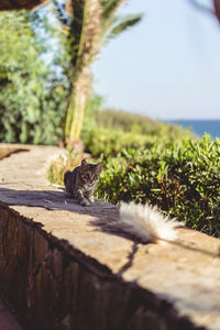 Cat sitting on a plant