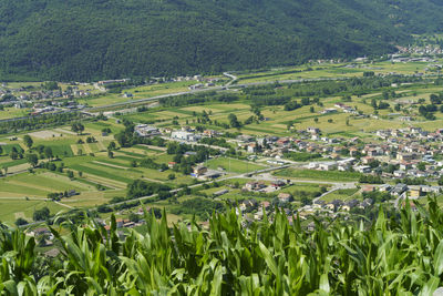 High angle view of agricultural field
