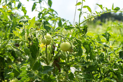 Close-up of fruits growing on plant in field