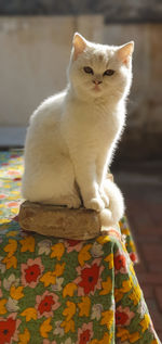 Cat sitting on floor