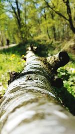 Surface level of tree trunk