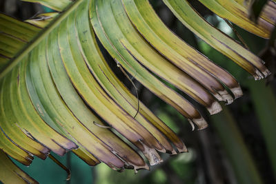 Close-up of fresh green leaves