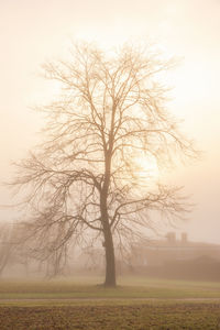 Single tree with the sun shining through branches a foggy day in november