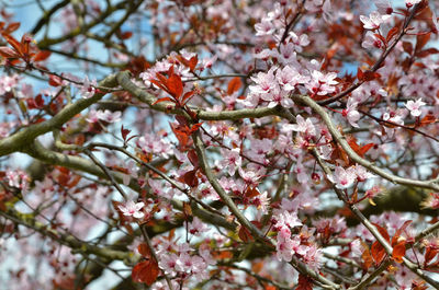 Low angle view of cherry blossoms in spring