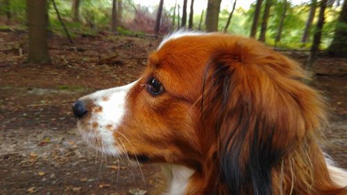 Close-up of dog