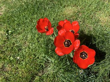 High angle view of red flower on field