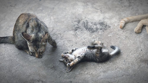 High angle view of animal sleeping on floor