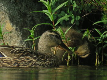 Mallard duck in cage