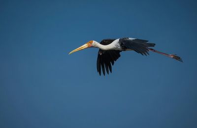 Low angle view of bird flying against clear blue sky