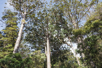 Low angle view of trees in forest against sky