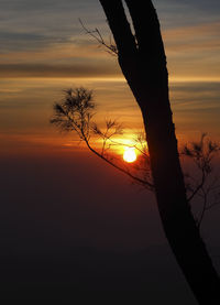 Silhouette bare tree against orange sky