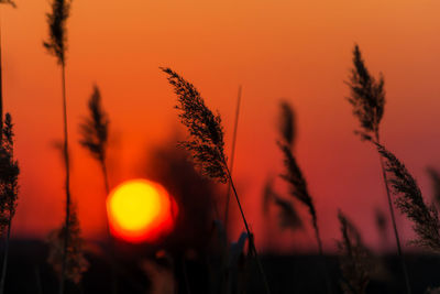 Close-up of silhouette plants against sunset