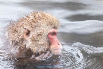 Japanese snow monkey in hot spring