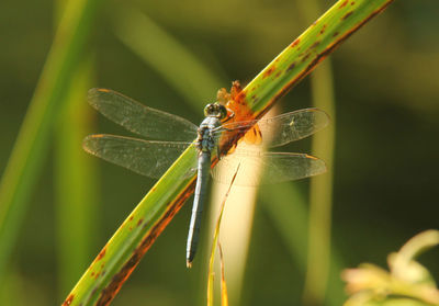 Close-up of insect on plant