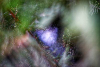 Close-up of woman in bikini