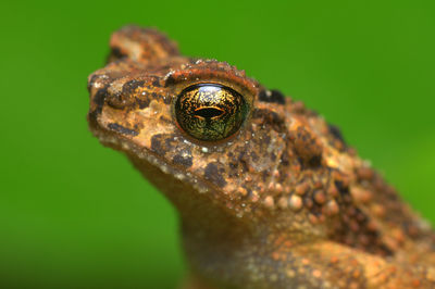 Close-up of frog on leaf