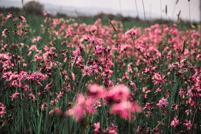 Pink flowers blooming on field