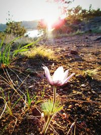 Close-up of crocus in field