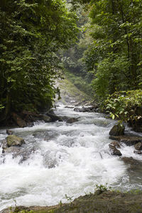 Scenic view of river amidst trees in forest