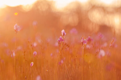 Close-up of pink flowering plants on field