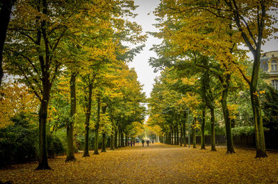 Walkway amidst trees during autumn