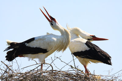 Low angle view of birds perching on nest against sky