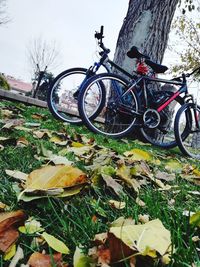 Bicycle parked by tree on field during autumn