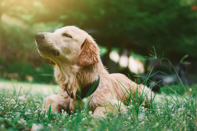 Dog looking away on field