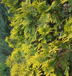 Close-up of plant