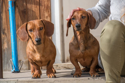 Cropped image of woman sitting by dachshund dogs on walkway